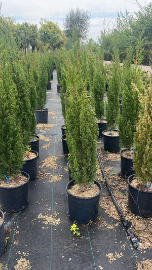 CUPRESSUS SEMPERVIRENS GARDA