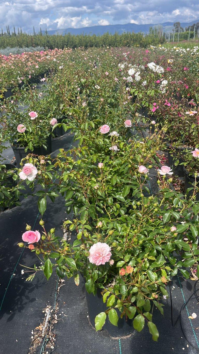 ROSA LARISSA