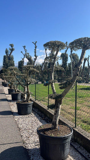 OLEA EUROPEA