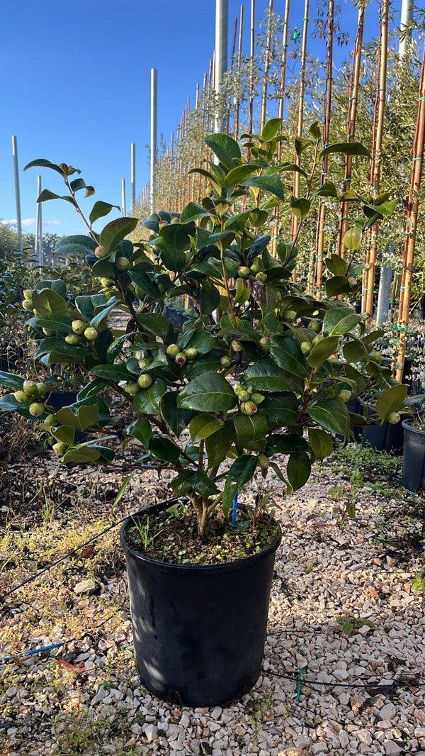 CAMELIA JAPONICA BLACK LACE
