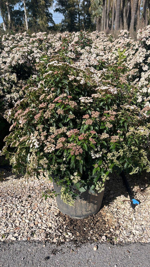 VIBURNUM TINUS
