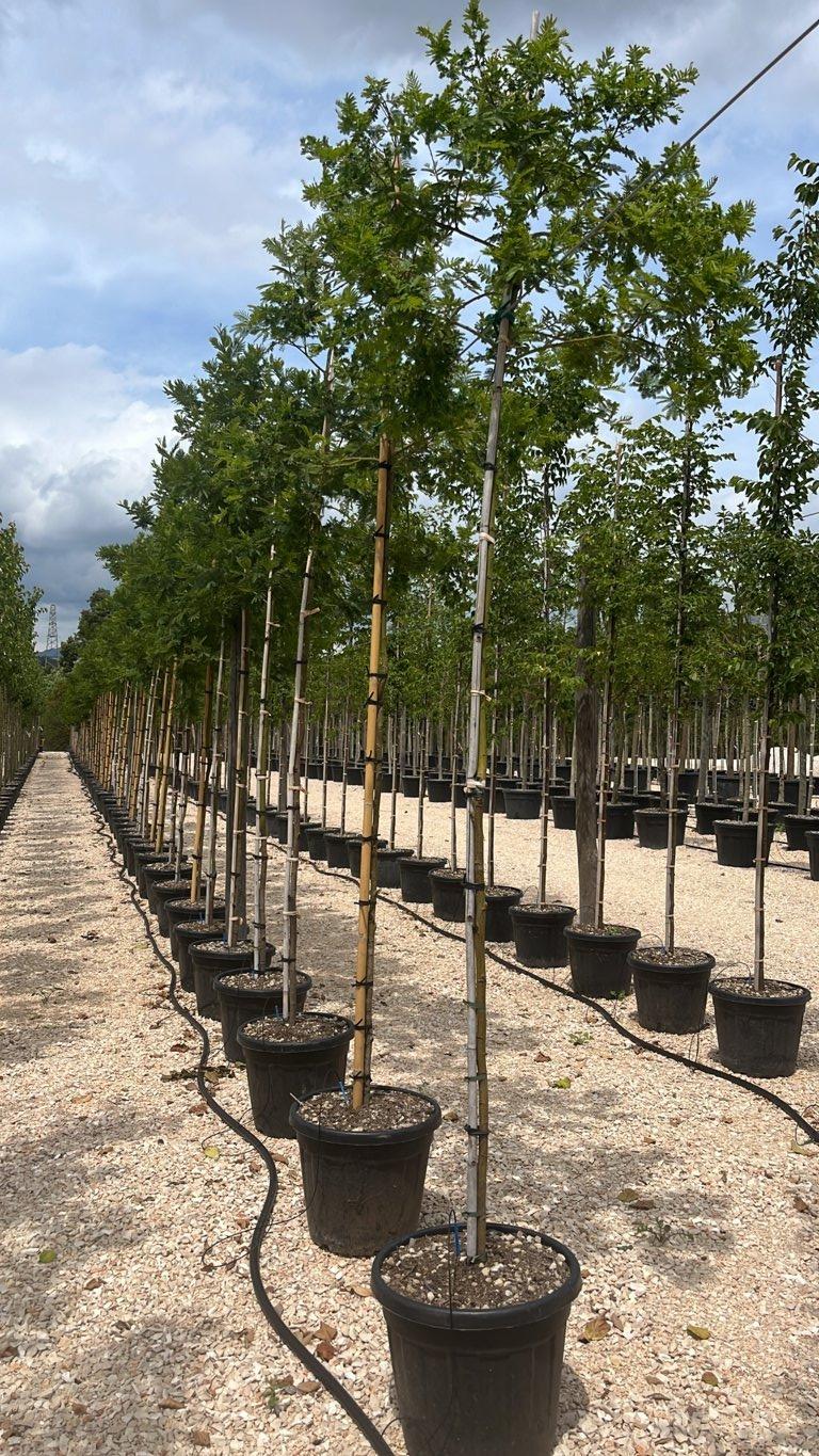 ACACIA DEALBATA