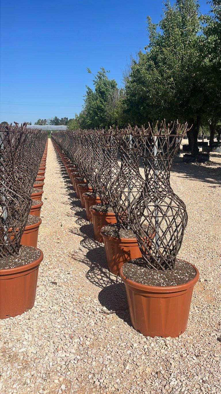 LAGERSTROEMIA INDICA BLACK