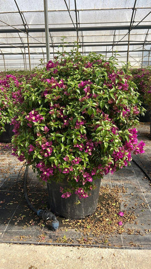 BOUGAINVILLEA SANDERIANA