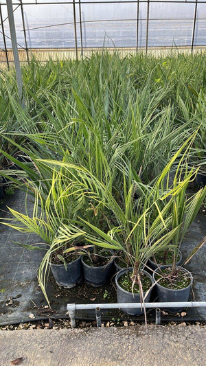 BUTIA CAPITATA
