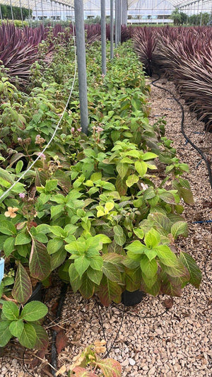 HYDRANGEA SERRATA VEERLE