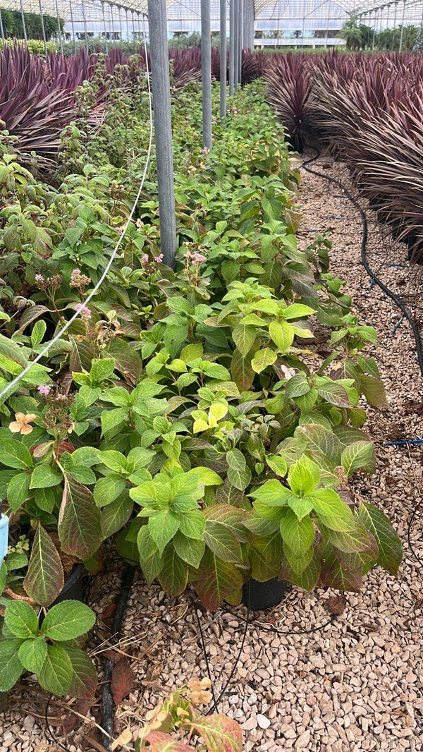 HYDRANGEA SERRATA VEERLE