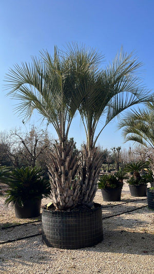 BUTIA CAPITATA
