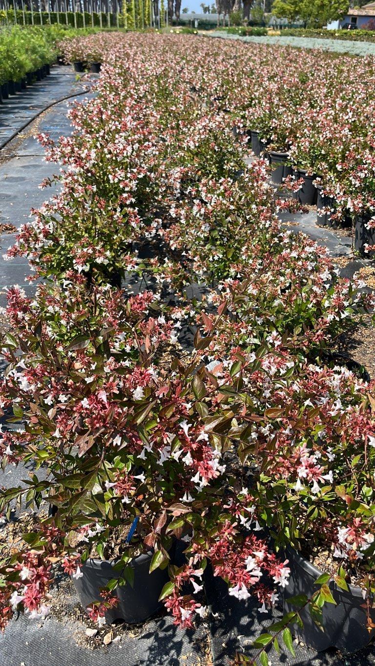 ABELIA X GRANDIFLORA SEMPERFLORENS