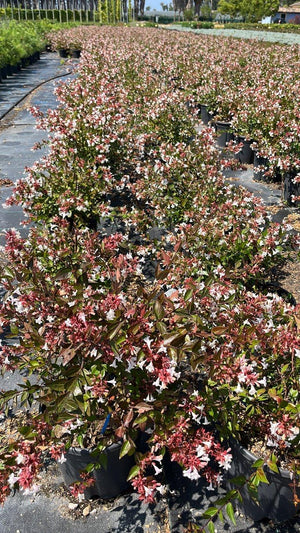 ABELIA X GRANDIFLORA SEMPERFLORENS