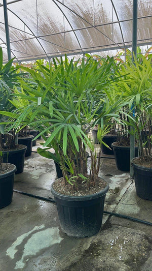 RHAFIS EXCELSA