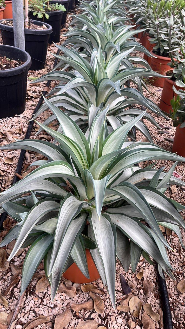 AGAVE SILVER STAR