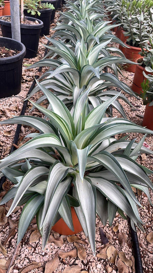AGAVE SILVER STAR