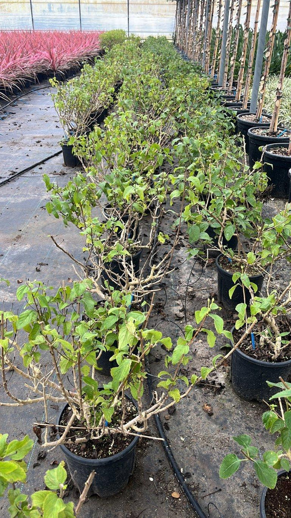 LANTANA CAMARA GIALLA