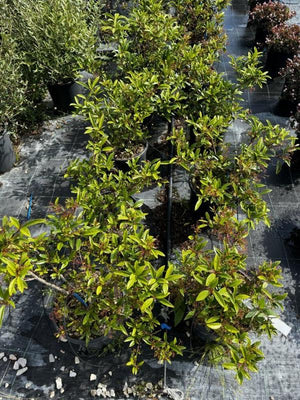 VIBURNUM PROPINQUUM