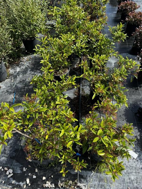 VIBURNUM PROPINQUUM