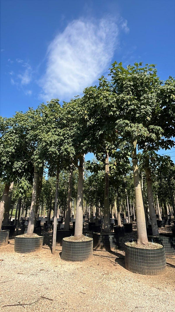 BRACHYCHITON ACERIFOLIUS