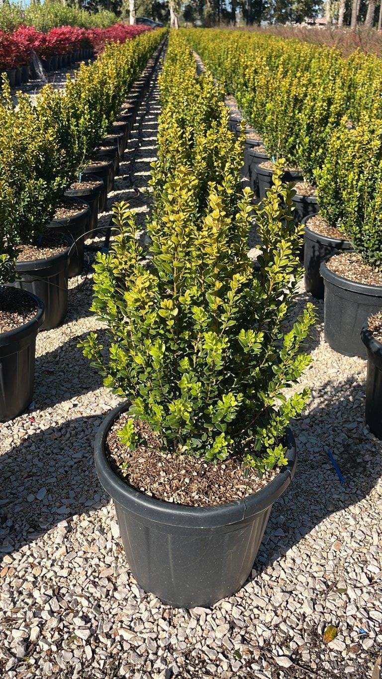 BUXUS SEMPERVIRENS