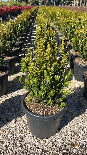 BUXUS SEMPERVIRENS