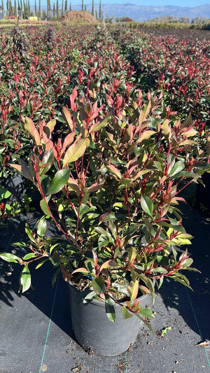 PHOTINIA X FRASERI DYNAMO RED