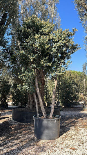ARBUTUS UNEDO