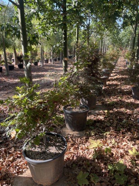 ACER PALMATUM IN VARIETA