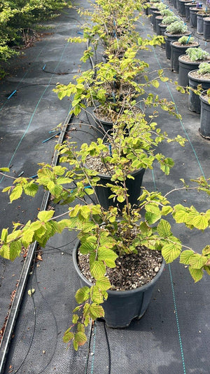CORYLOPSIS PAUCIFLORA