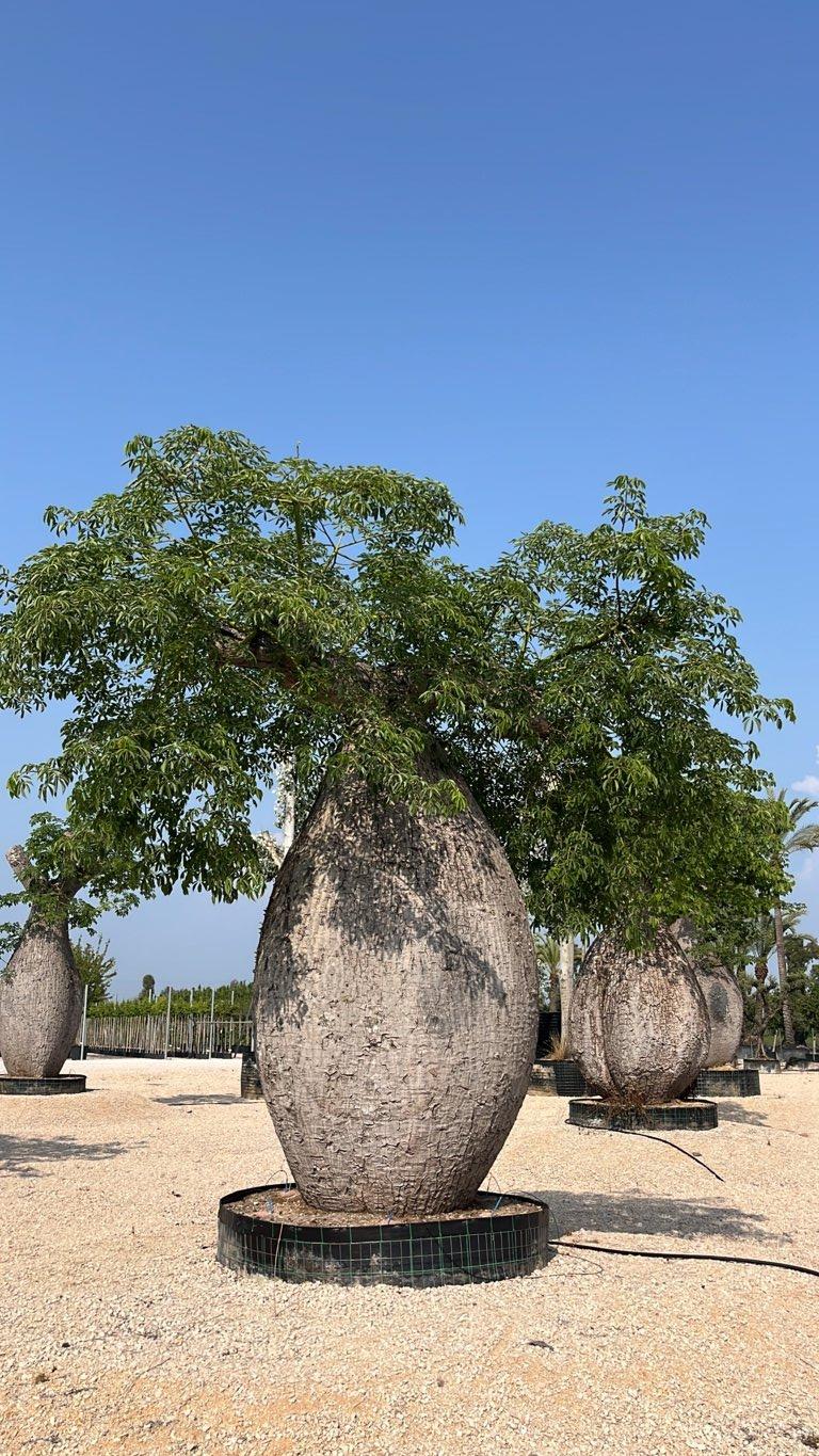 CHORISIA SPECIOSA