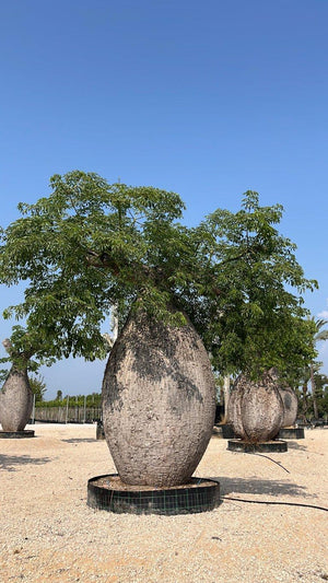 CHORISIA SPECIOSA