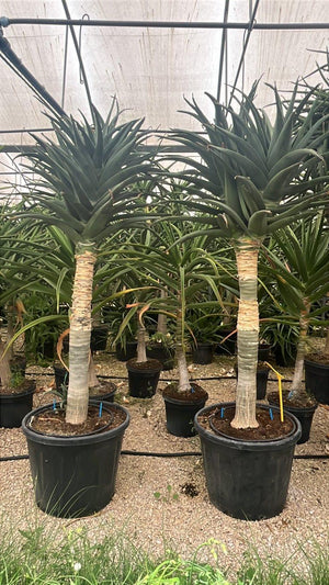 ALOIDENDRON SAMSON