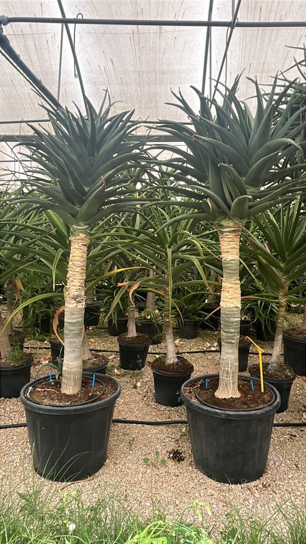 ALOIDENDRON SAMSON