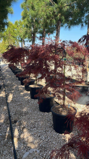 ACER DISSECTUM INABA SHIDARE