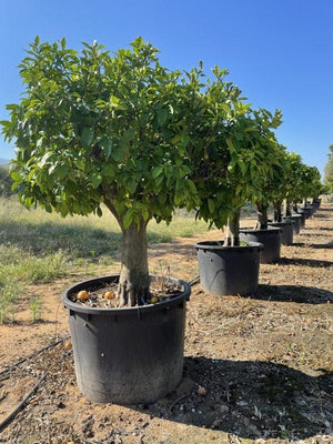 CITRUS PARADISI