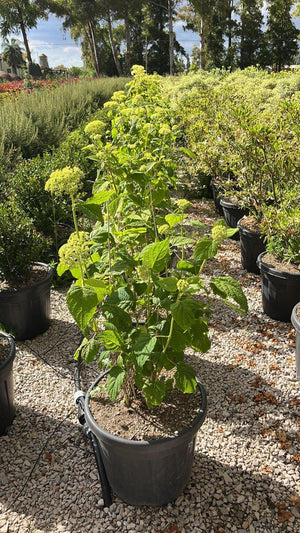 HYDRANGEA ARBORESCENS ANNABELLE