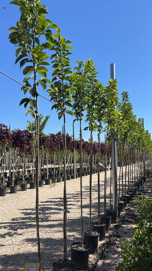 MAGNOLIA F.C CLEOPATRA