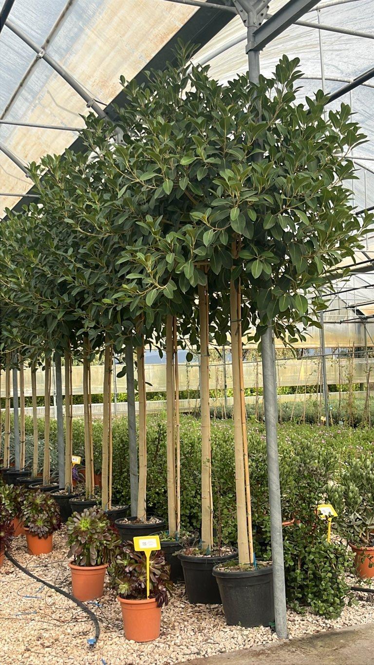 FICUS S. AUSTRALIS