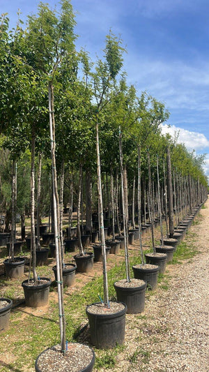 ACACIA FARNESIANA