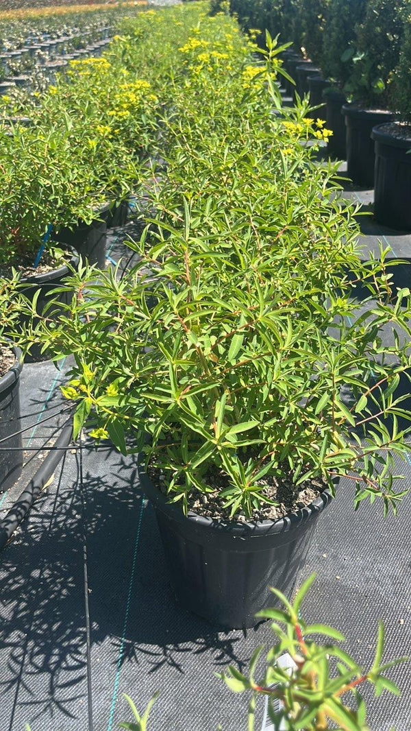 EUPHORBIA CERATOCARPA
