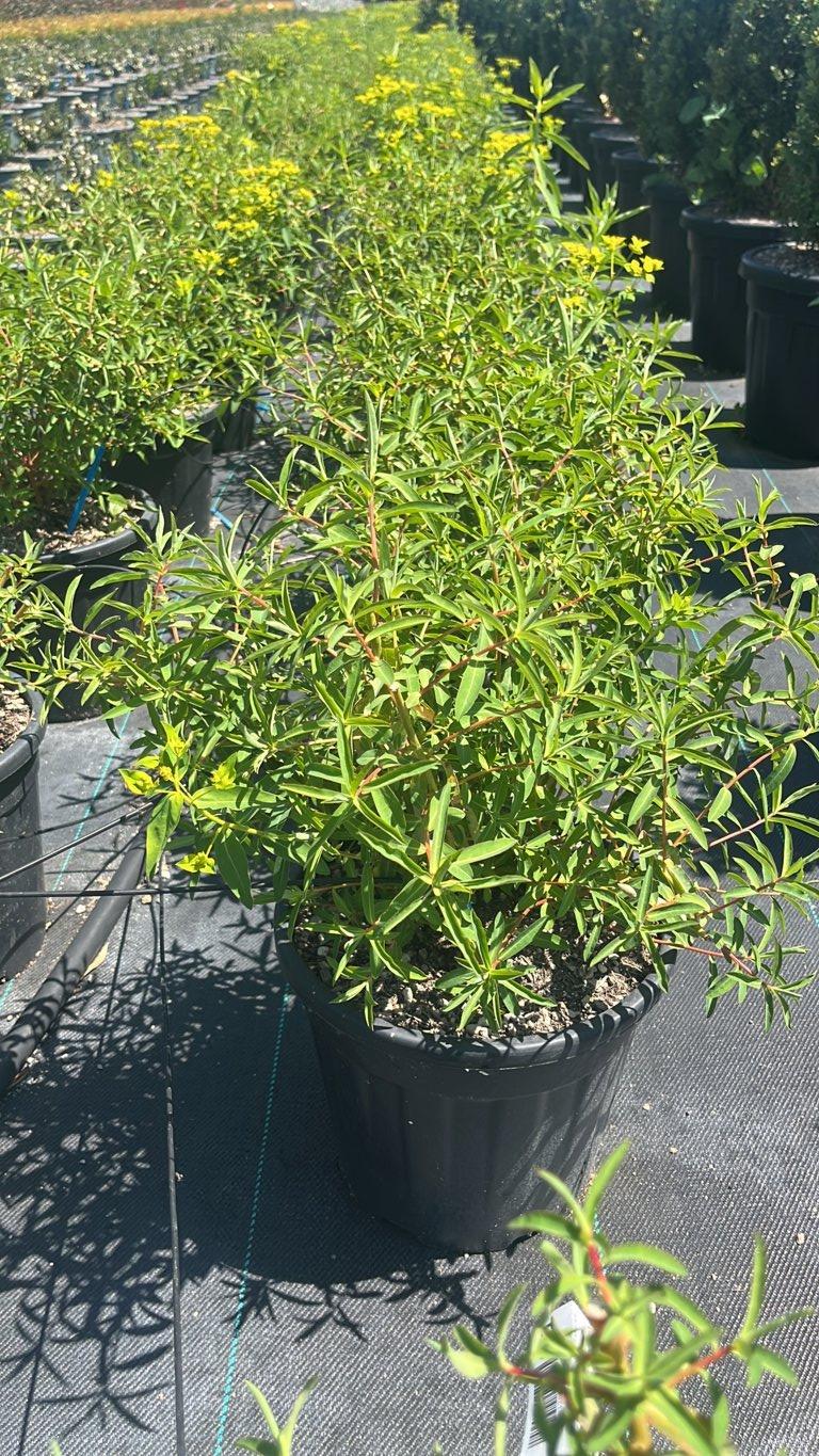 EUPHORBIA CERATOCARPA