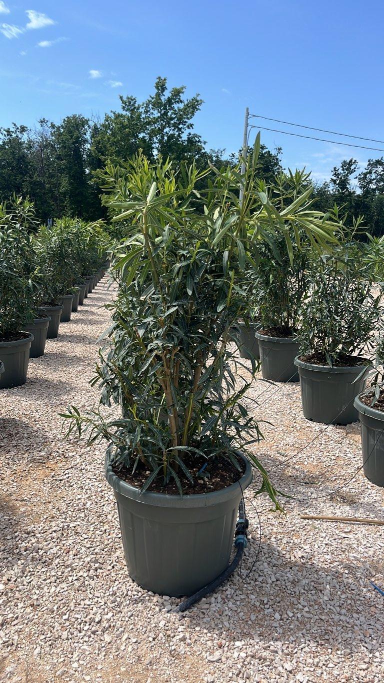 NERIUM OLEANDER BIANCO