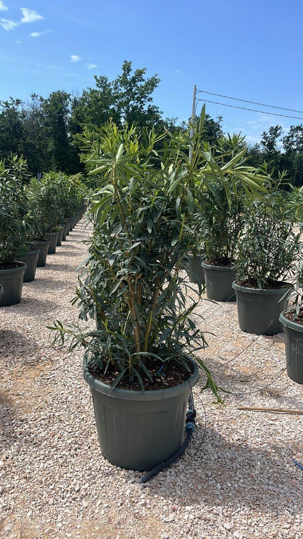 NERIUM OLEANDER BIANCO