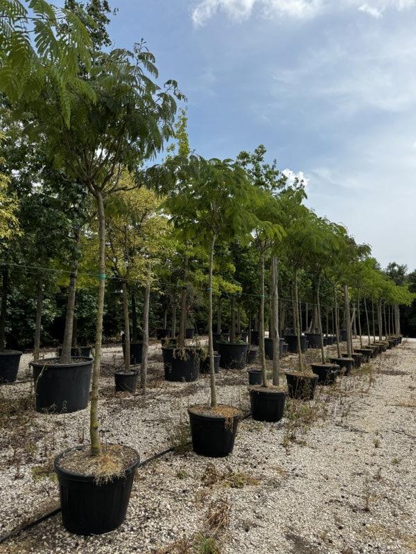 ALBIZIA JULIBRISSIN OMBRELLA
