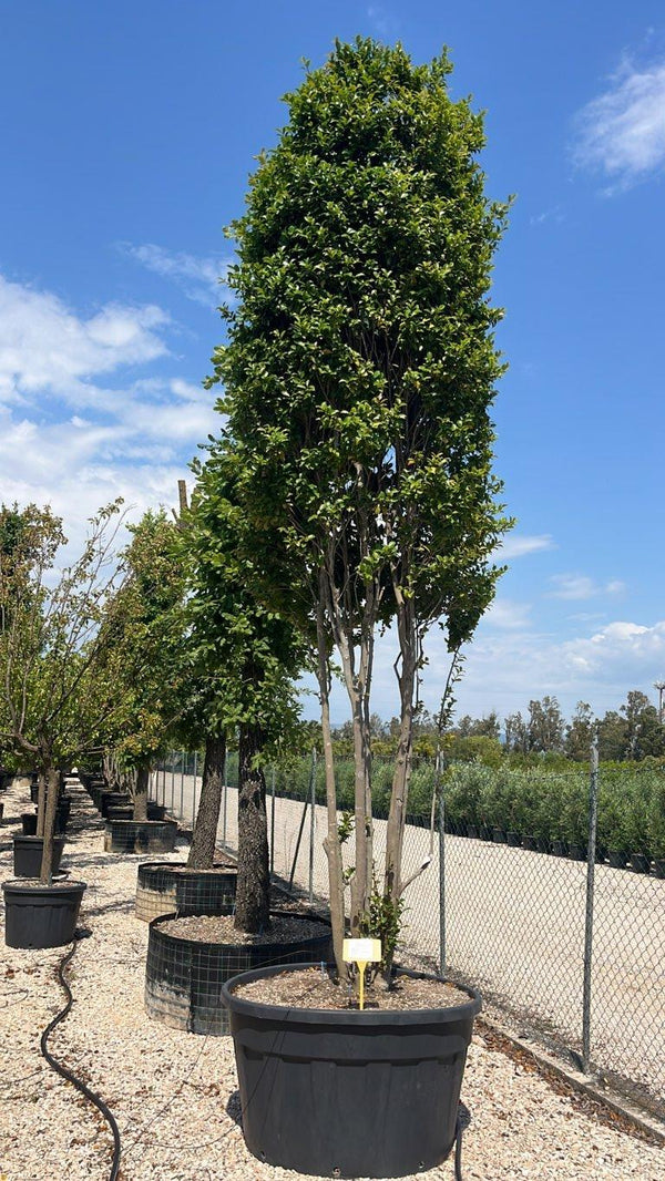 CAMELIA SASANQUA