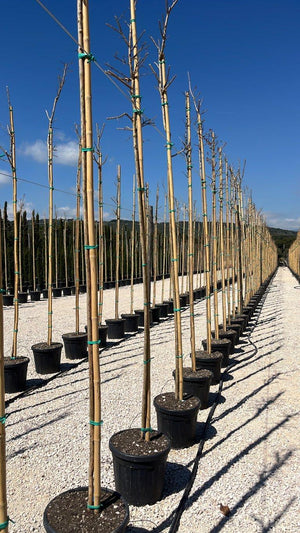 LAGERSTROEMIA INDICA SUPER ROUGE