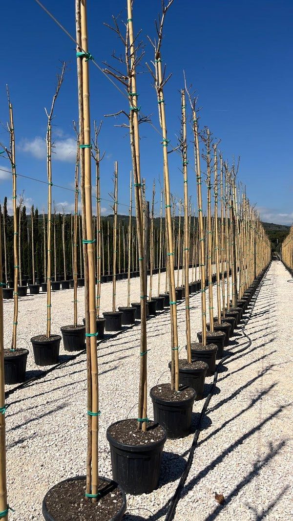LAGERSTROEMIA INDICA SUPER ROUGE