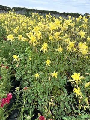 AQUILEGIA CAERULEA MAXI