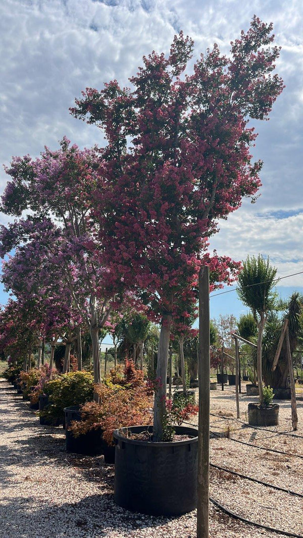 LAGERSTROEMIA INDICA