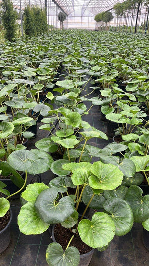 FARFUGIUM GIGANTEUM