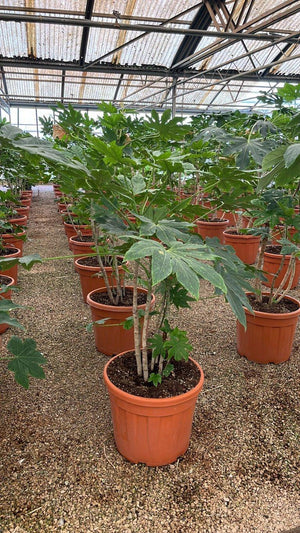 FATSIA JAPONICA