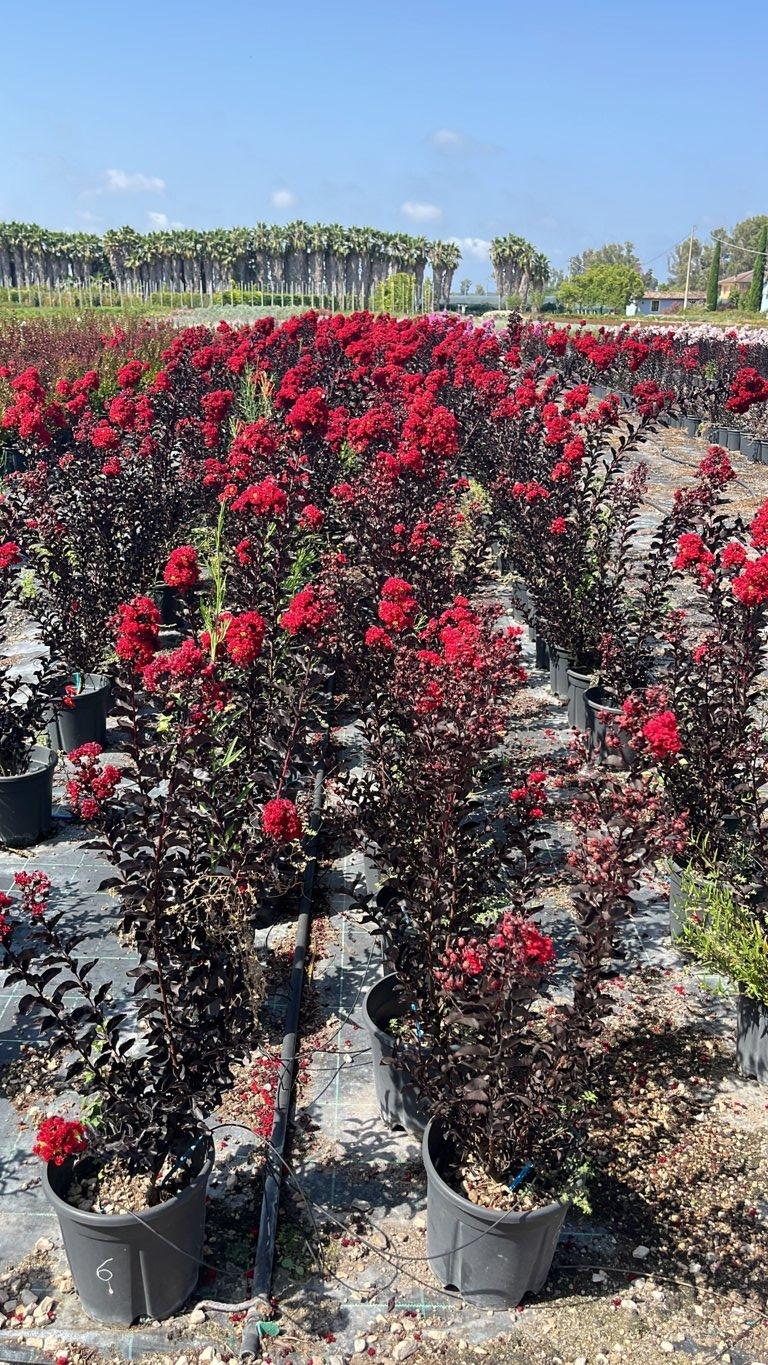LAGERSTROEMIA INDICA B.D. RED HOT